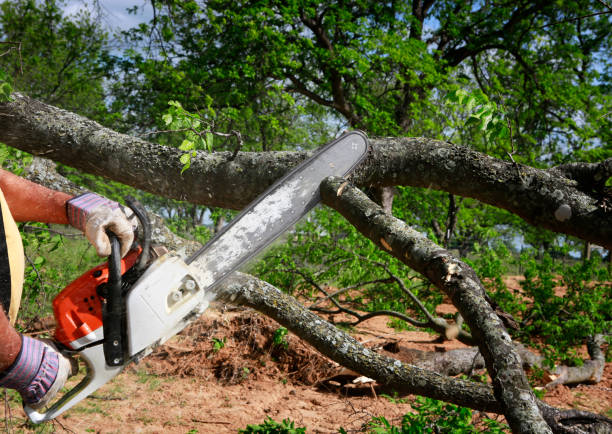 Best Tree and Shrub Care  in Northwest Harwich, MA